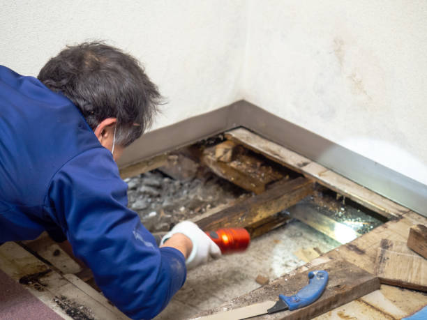 Best Mold Testing  in Peabody, MA