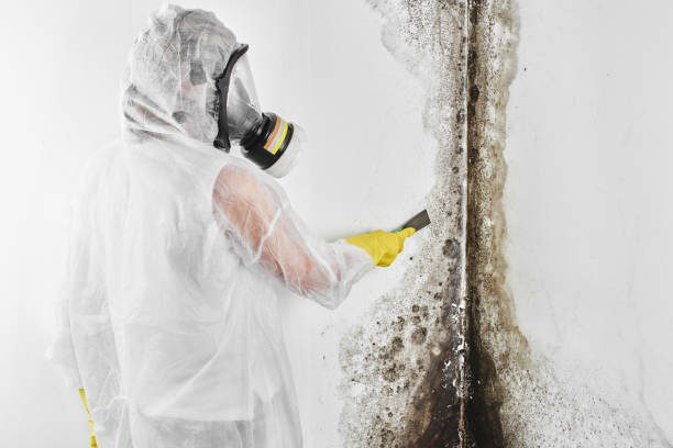 Best Mold Cleaning Services  in Peabody, MA