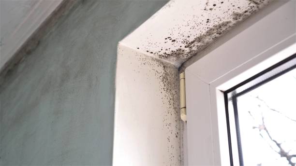 Best Best Mold Removal Companies  in Peabody, MA