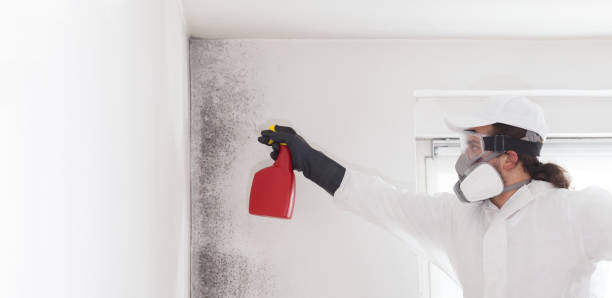 Best Mold Remediation Experts  in Peabody, MA
