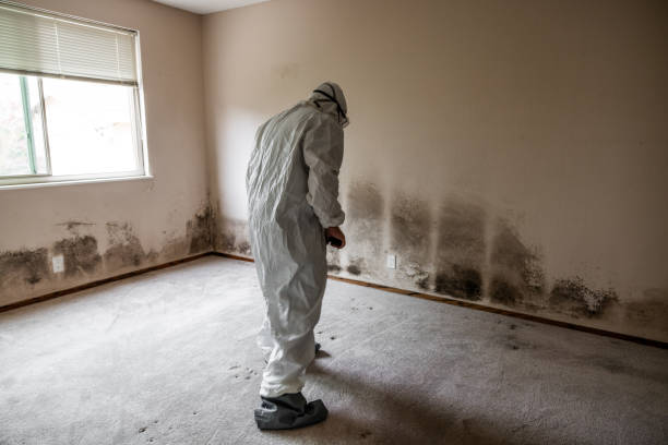 Home Mold Removal in Peabody, MA