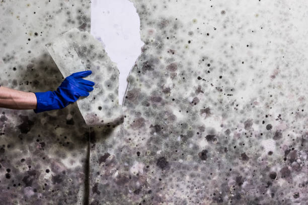 Best Mold Removal Near Me  in Peabody, MA